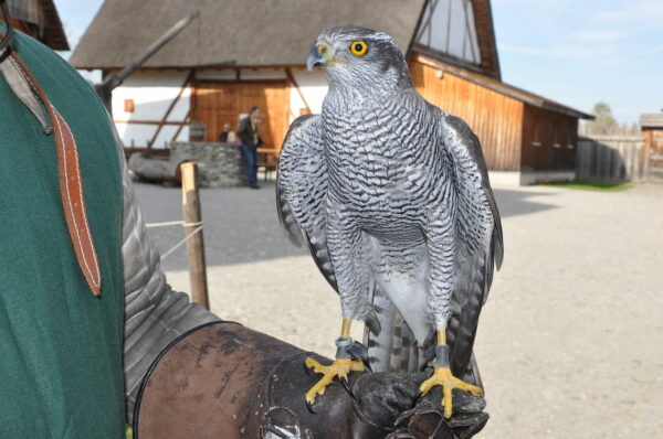 Falkner mit Habicht auf Mittelaltermarkt Falkner mit Habicht auf Mittelaltermarkt