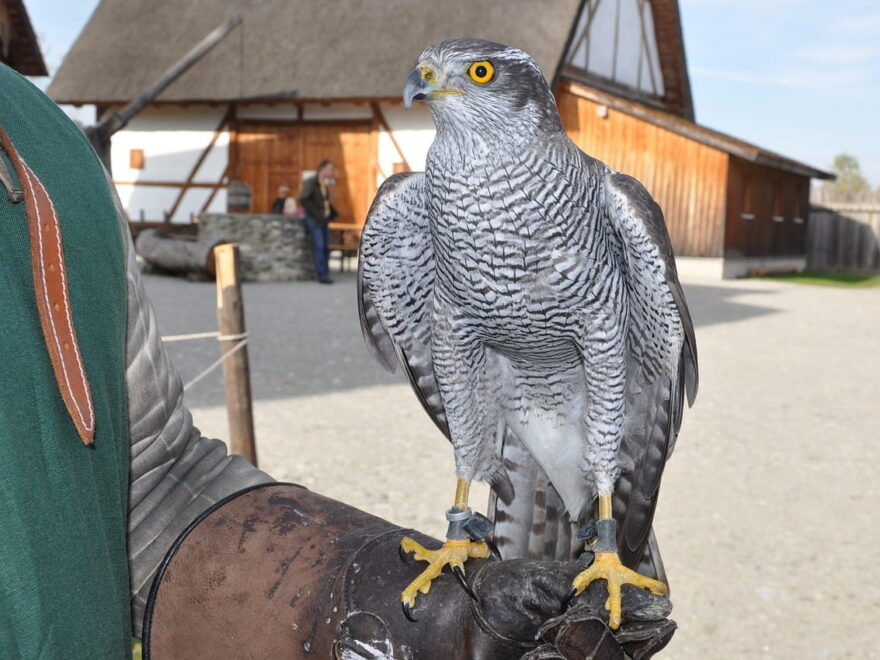 Falkner mit Habicht auf Mittelaltermarkt
