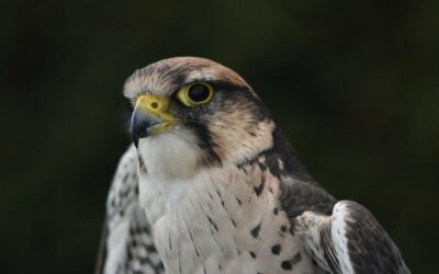 Merlin - Falco columbarius