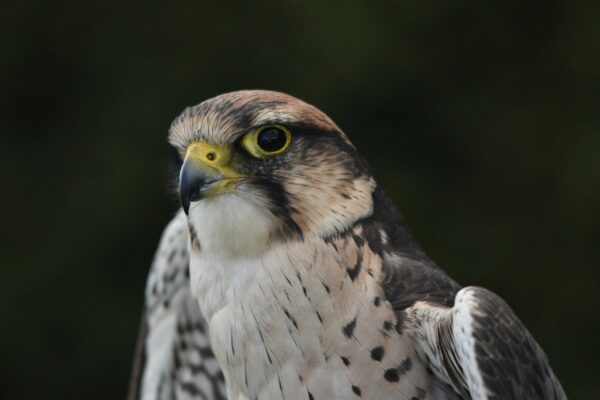 Merlin - Falco columbarius