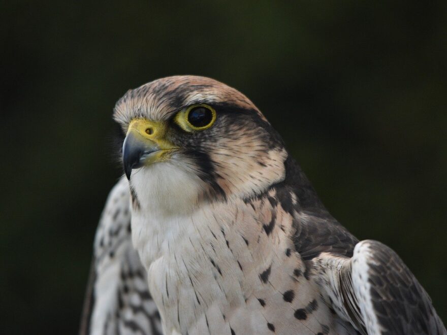 Merlin - Falco columbarius
