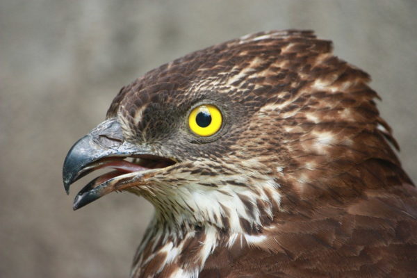 Wespenbussard Porträt Kopf