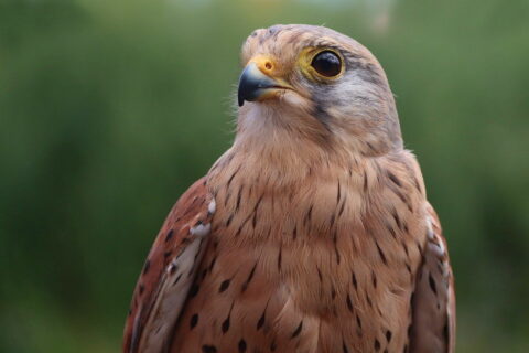 Turmfalke – Falco tinnunculus