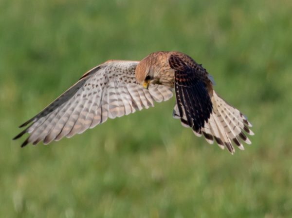 Turmfalke im Rüttelflug