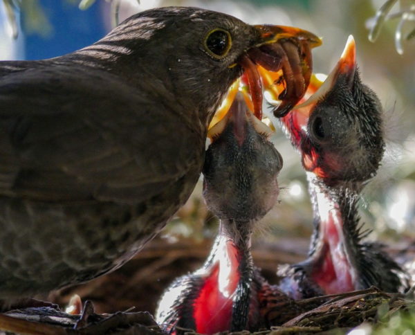 Amsel-Küken als typische Nesthocker