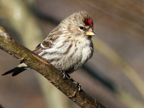 Birkenzeisig (Carduelis flammea) auf einem Ast