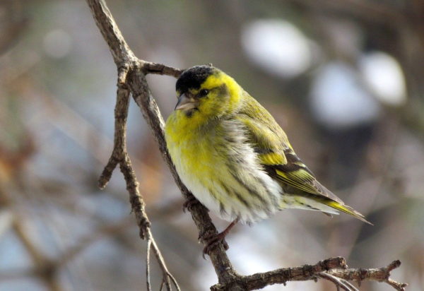 Männlicher Erlenzeisig (Carduelis spinus)