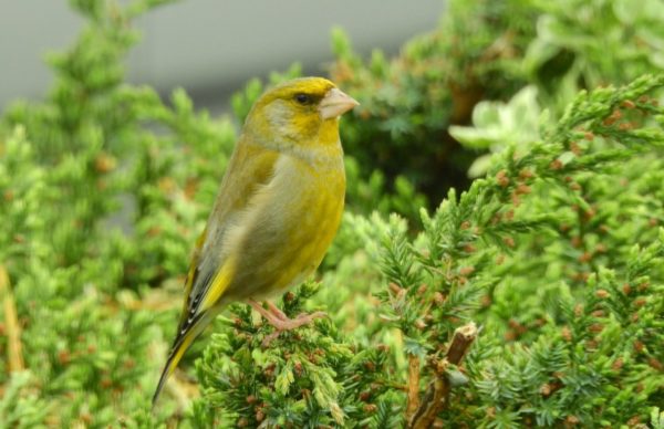 Grünfink im Garten