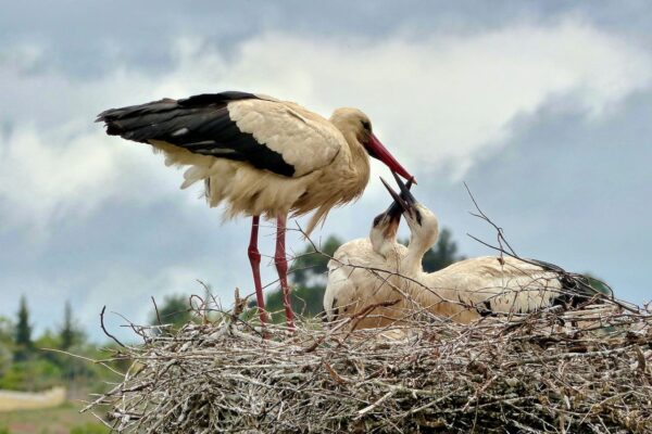 junge Störche im Nest