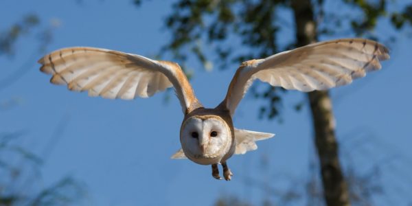 Schleiereule im Flug