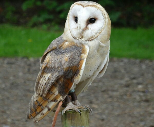 Schleiereule York Wildlife Park