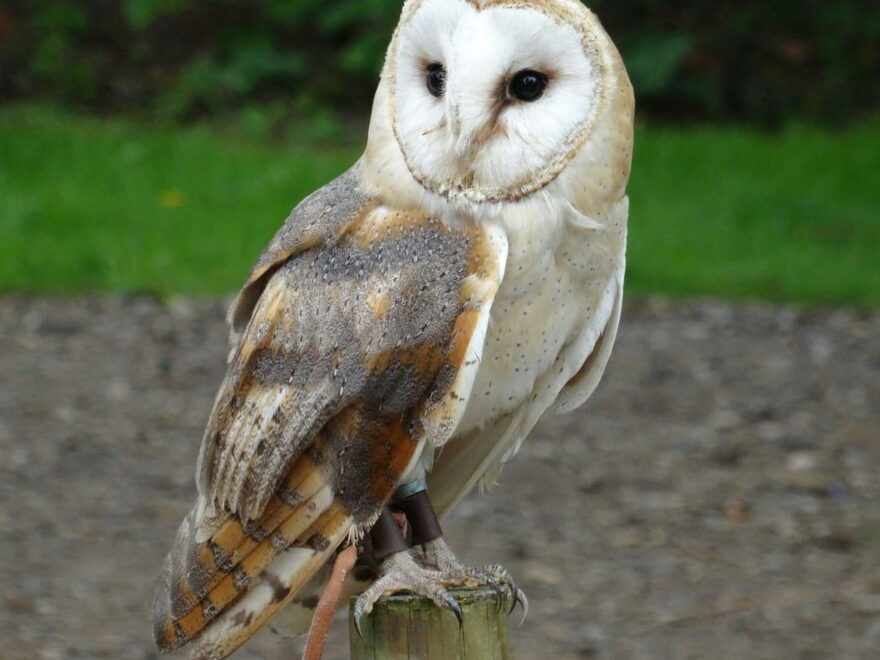 Schleiereule York Wildlife Park