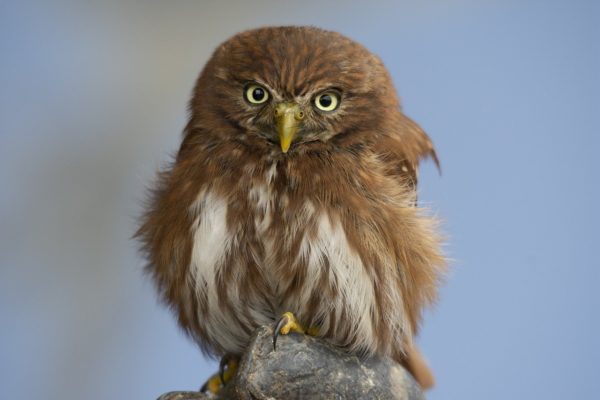 Sperlingskauz im Porträt