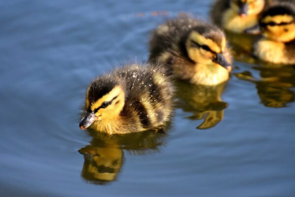 Stockenten-Küken als typische Nestflüchter