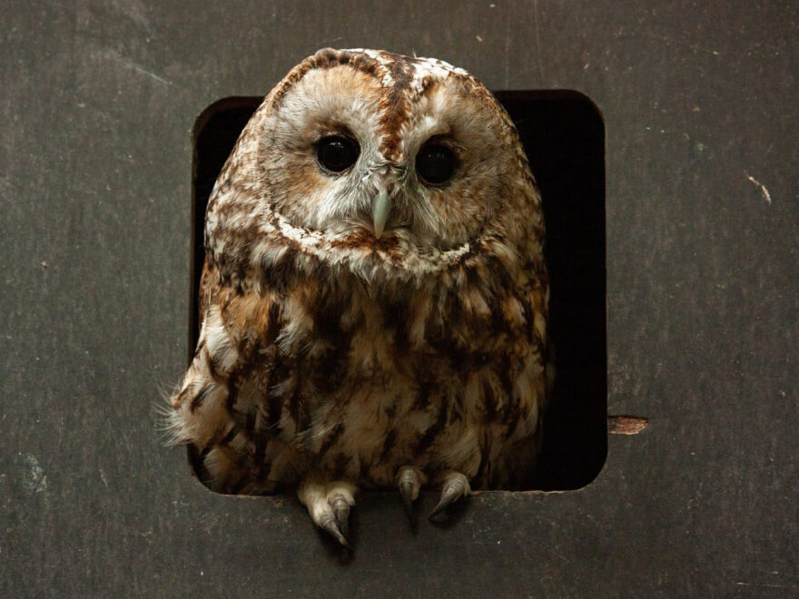 Waldkauz Eule Strix Aluco