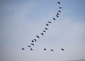 Zugvögel am Himmel