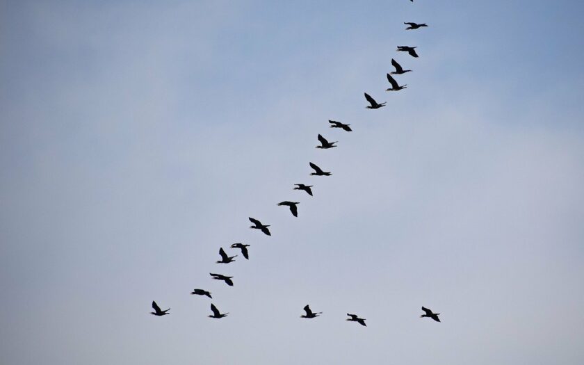 Zugvögel am Himmel