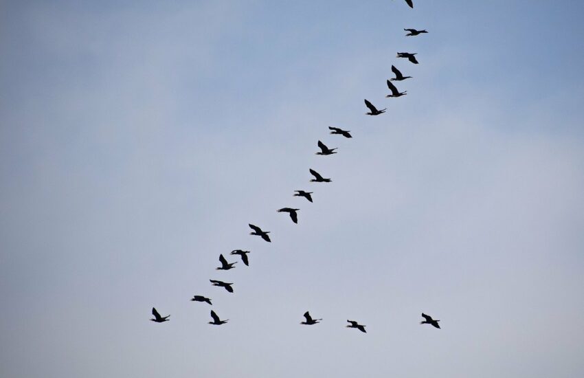 Zugvögel am Himmel