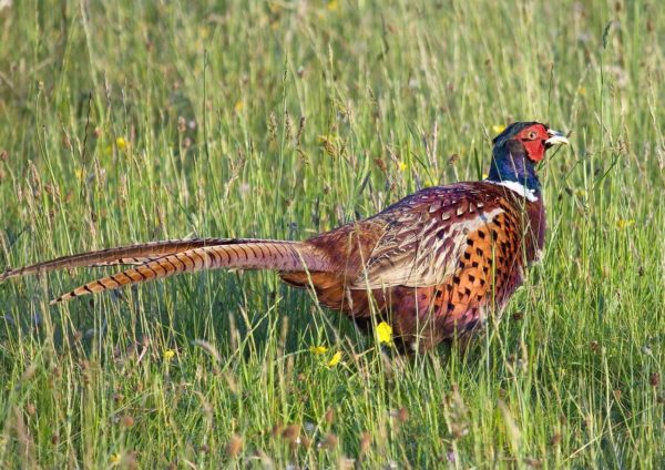 männlicher Fasan im Feld