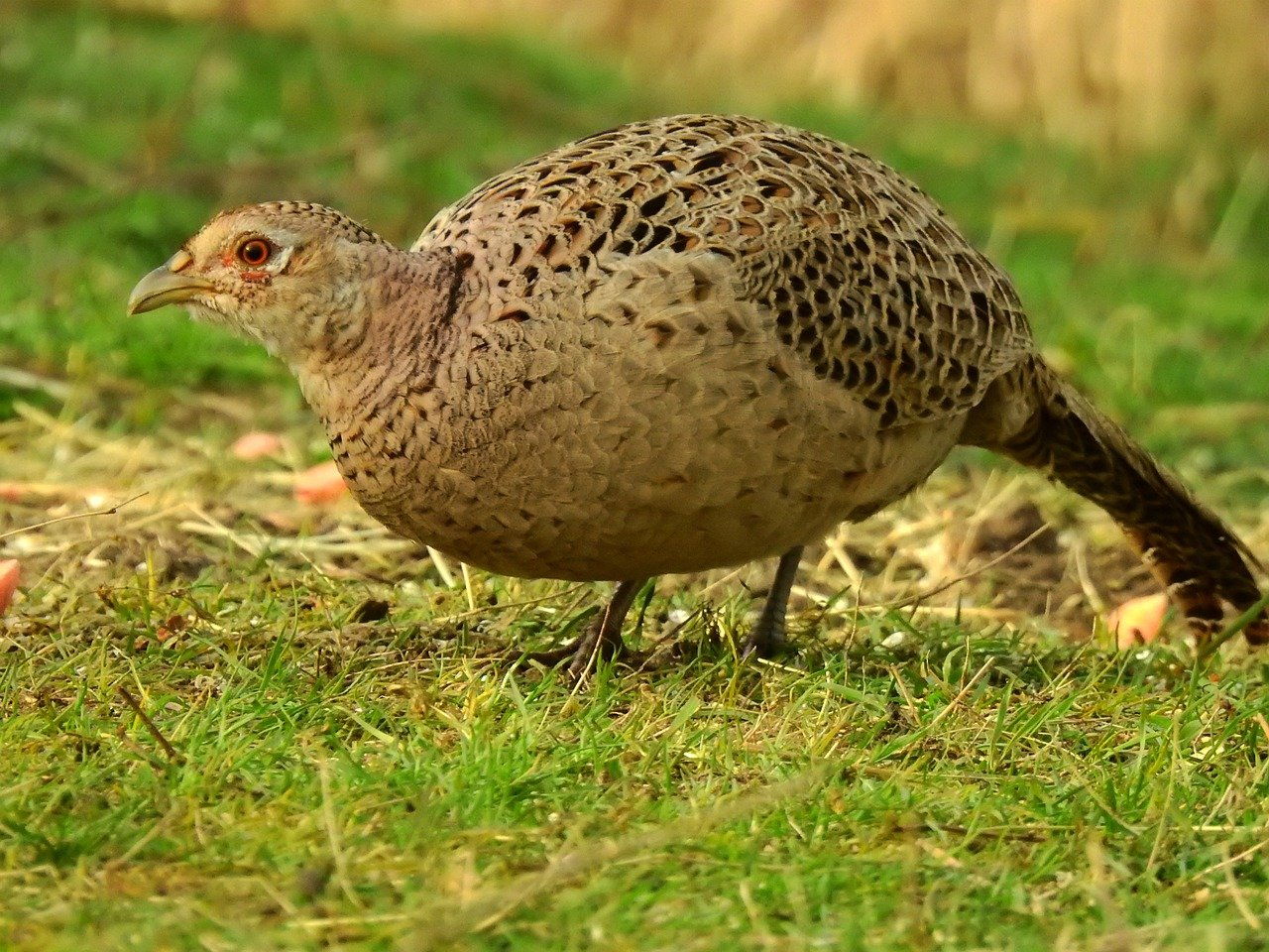 Fasan (Phasianus colchicus) - Steckbrief, Bilder, Video