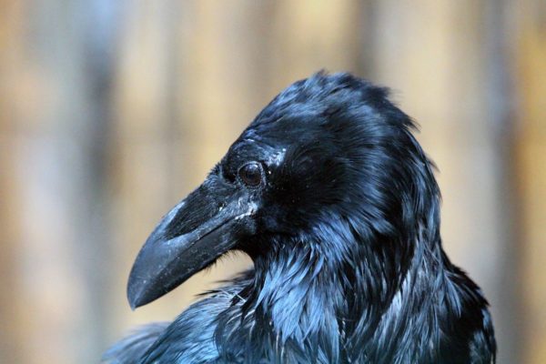Kolkraben Jungvogel Kolkraben Jungvogel