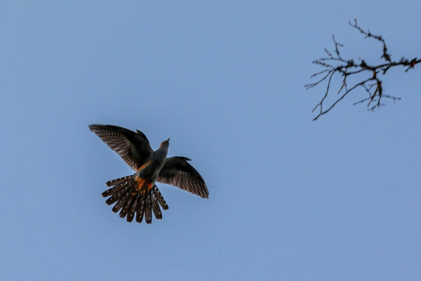 Kuckuck im Flug von unten Kuckuck im Flug von unten