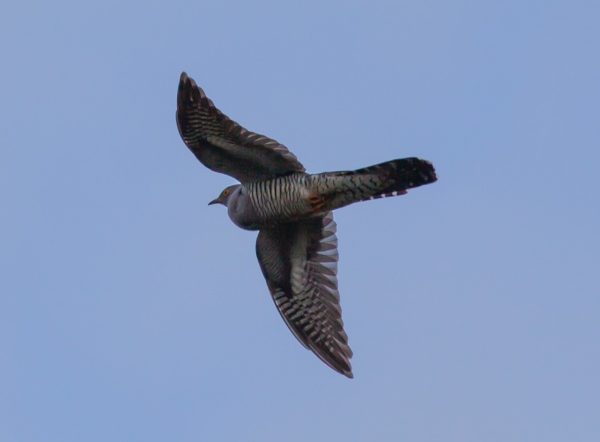 Kuckuck im Flug Kuckuck im Flug