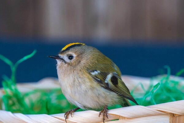 Aussehen und Merkmale beim Wintergoldhähnchen