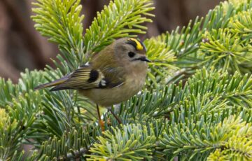 Wintergoldhähnchen auf einem Nadelbaum sitzend