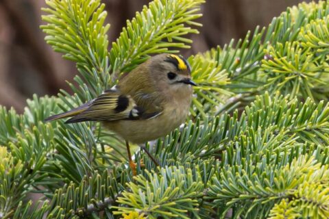 Wintergoldhähnchen auf einem Nadelbaum sitzend
