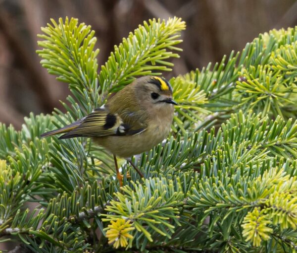 Wintergoldhähnchen auf einem Nadelbaum sitzend