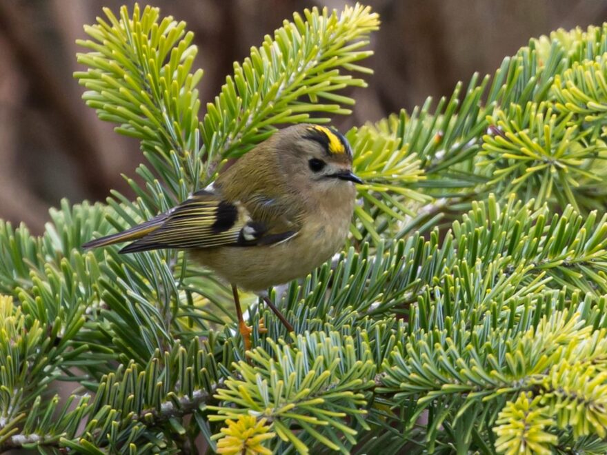 Wintergoldhähnchen auf einem Nadelbaum sitzend