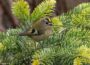 Wintergoldhähnchen auf einem Nadelbaum sitzend