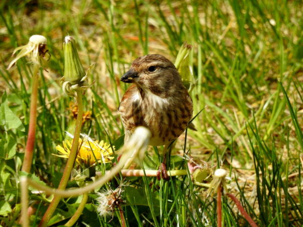 Bluthänfling Weibchen bei der Futtersuche