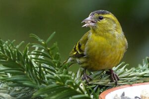 Aussehen und Merkmale beim Erlenzeisig