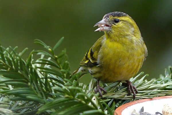 der Erlenzeisig ist ein gelber Vogel der Erlenzeisig ist ein gelber Vogel