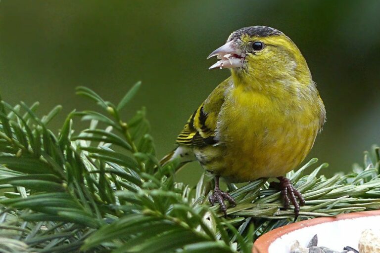 Gelber Vogel Welche Vogelarten Haben Gelbe Federn
