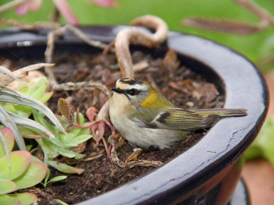 Aussehen und Merkmale beim Sommergoldhähnchen