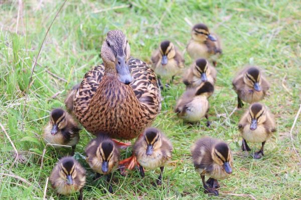 Brutverhalten bei Stockenten