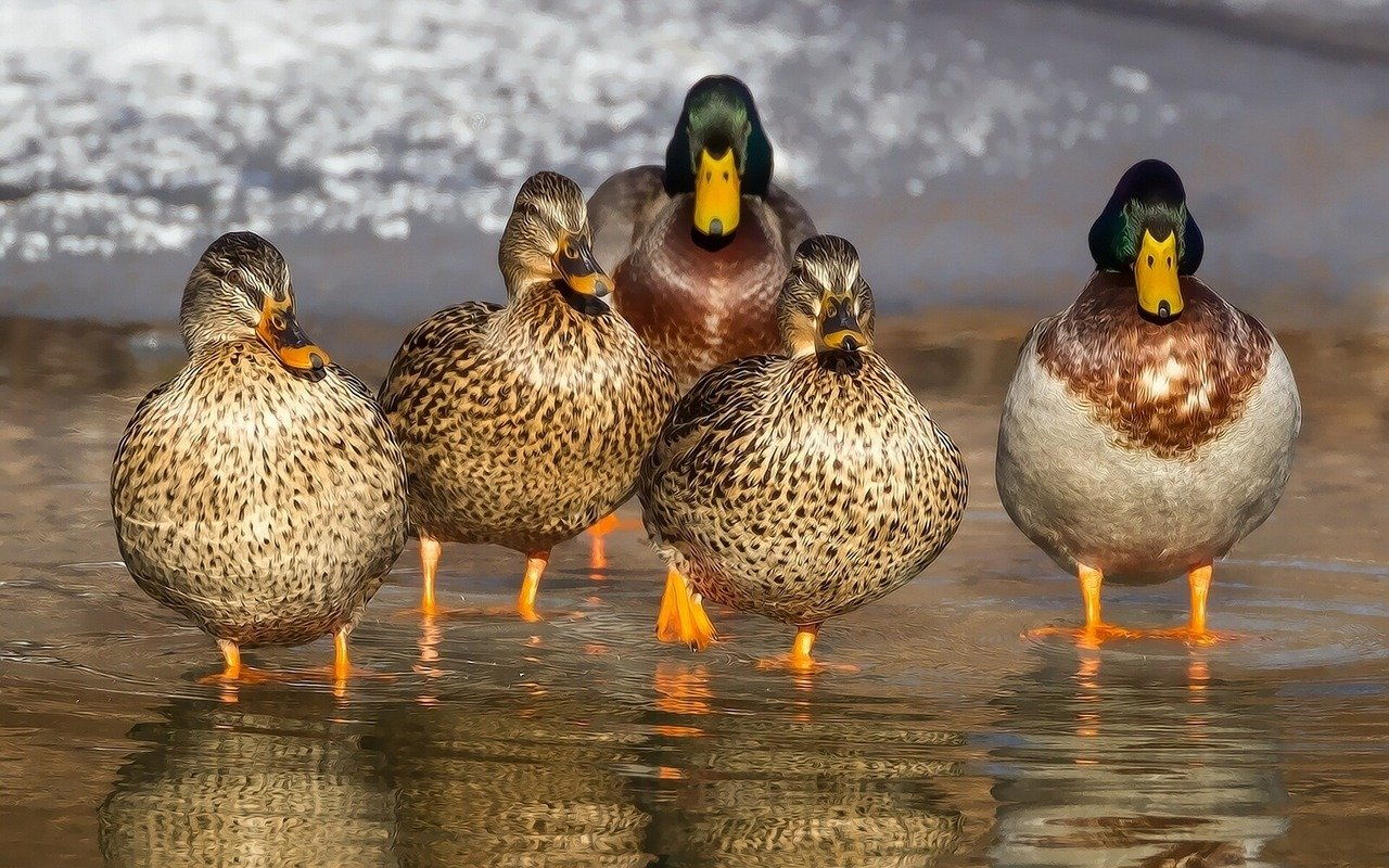 Stockente Anas Platyrhynchos Informationen Bilder Und Videos