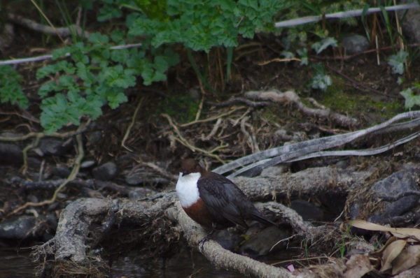 Wasseramsel auf Nahrungssuche