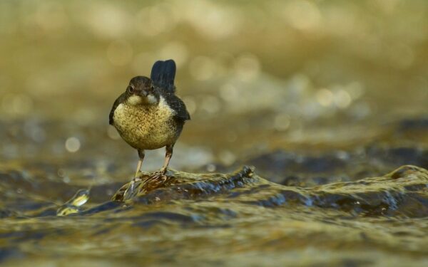 Aussehen und Merkmale der Wasseramsel