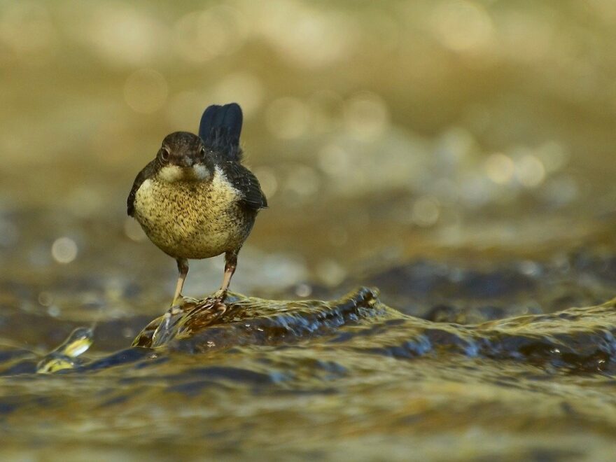 Aussehen und Merkmale der Wasseramsel