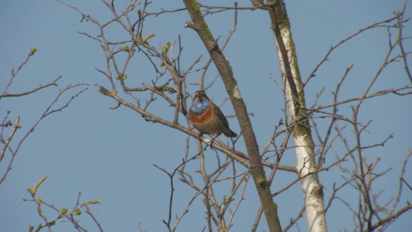 Blaukehlchen fotografiert im Moor