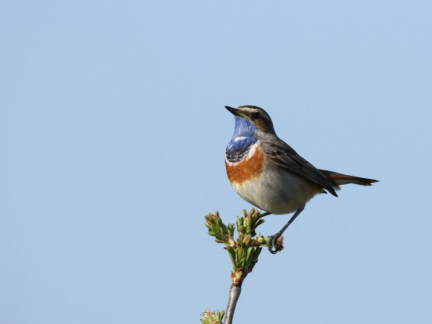 Aussehen und Merkmale beim Blaukehlchen