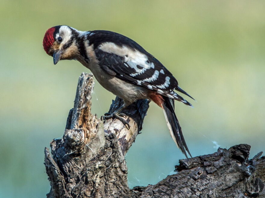 Aussehen und Merkmale beim Kleinspecht