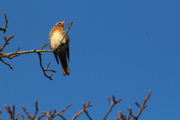 Mistendrossel auf Nahrungssuche auf Ast sitzend