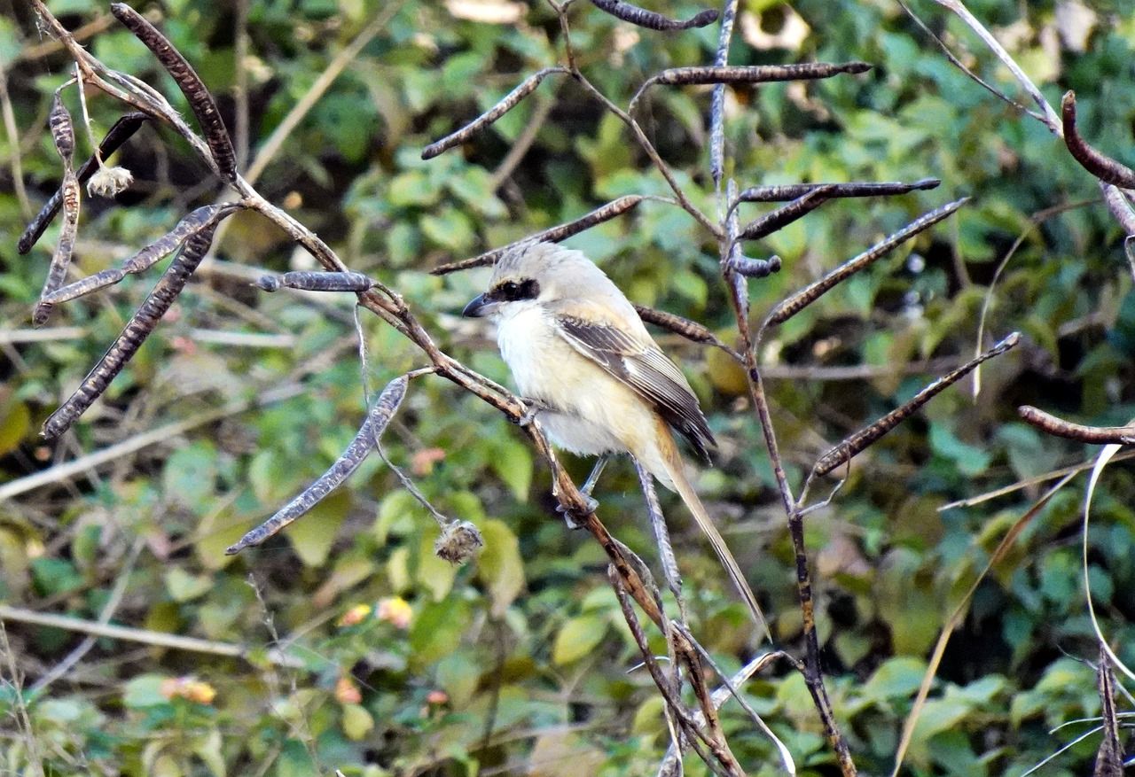 Raubwürger Informationen, Bilder und Videos