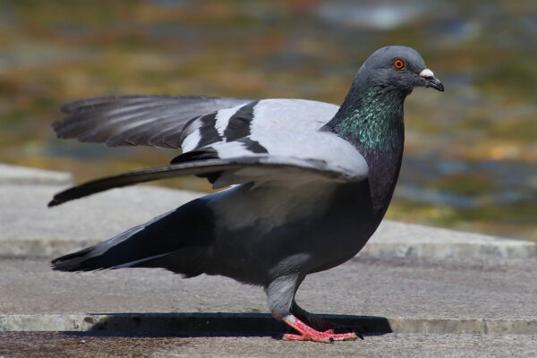 Stadttaube auch Straßentaube genannt ist die bekannteste unter den Tauben