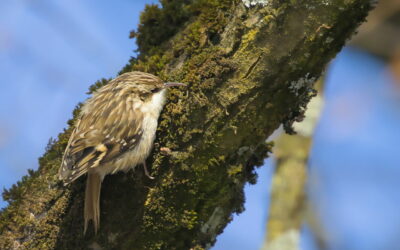 Aussehen und Merkmale beim Waldbaumläufer